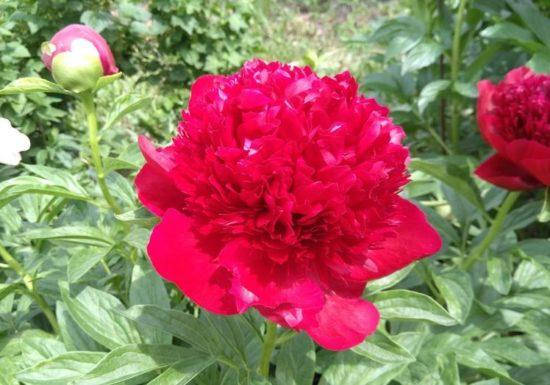 

Китайский шелк(корневище)