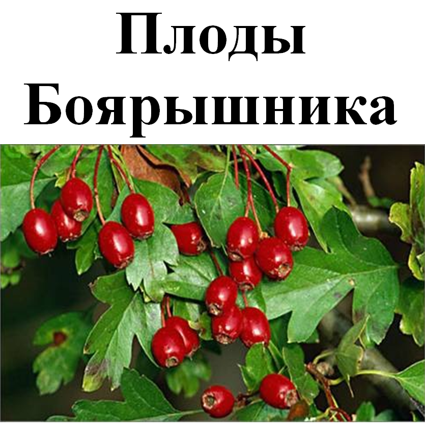 

Боярышник плоды сушенные, 100 грамм