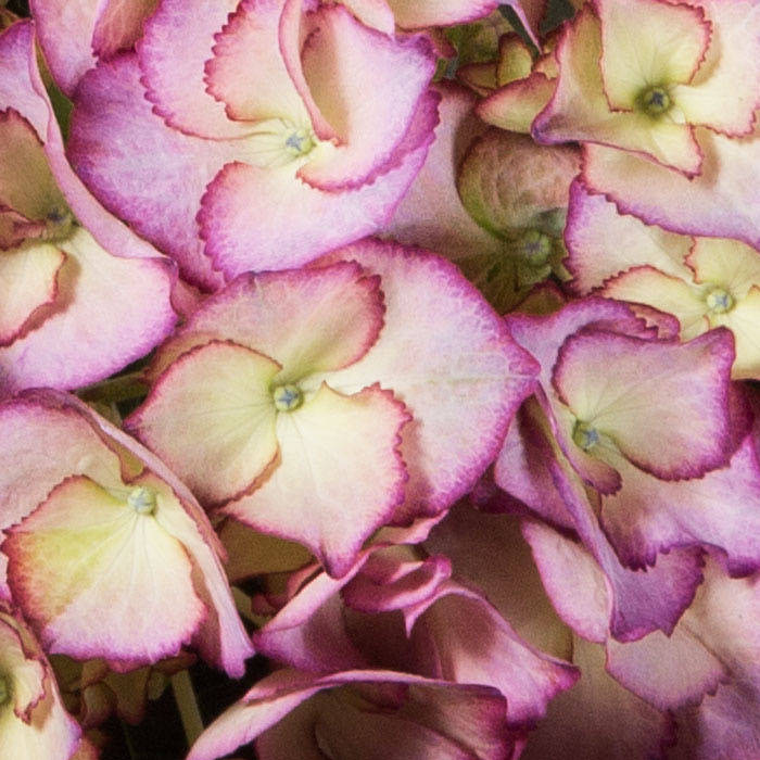 

Гортензия крупнолистная Adula Purple, Hydrangea macrophylla Adula Purple