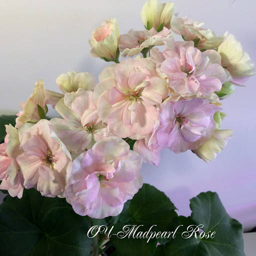 

ОЧ Madpearl Rose (253)