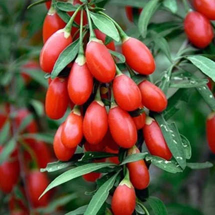 

Саженцы Годжи Свит Лайфберри (Lycium Barbarum) - средний, морозостойкая, сладкая