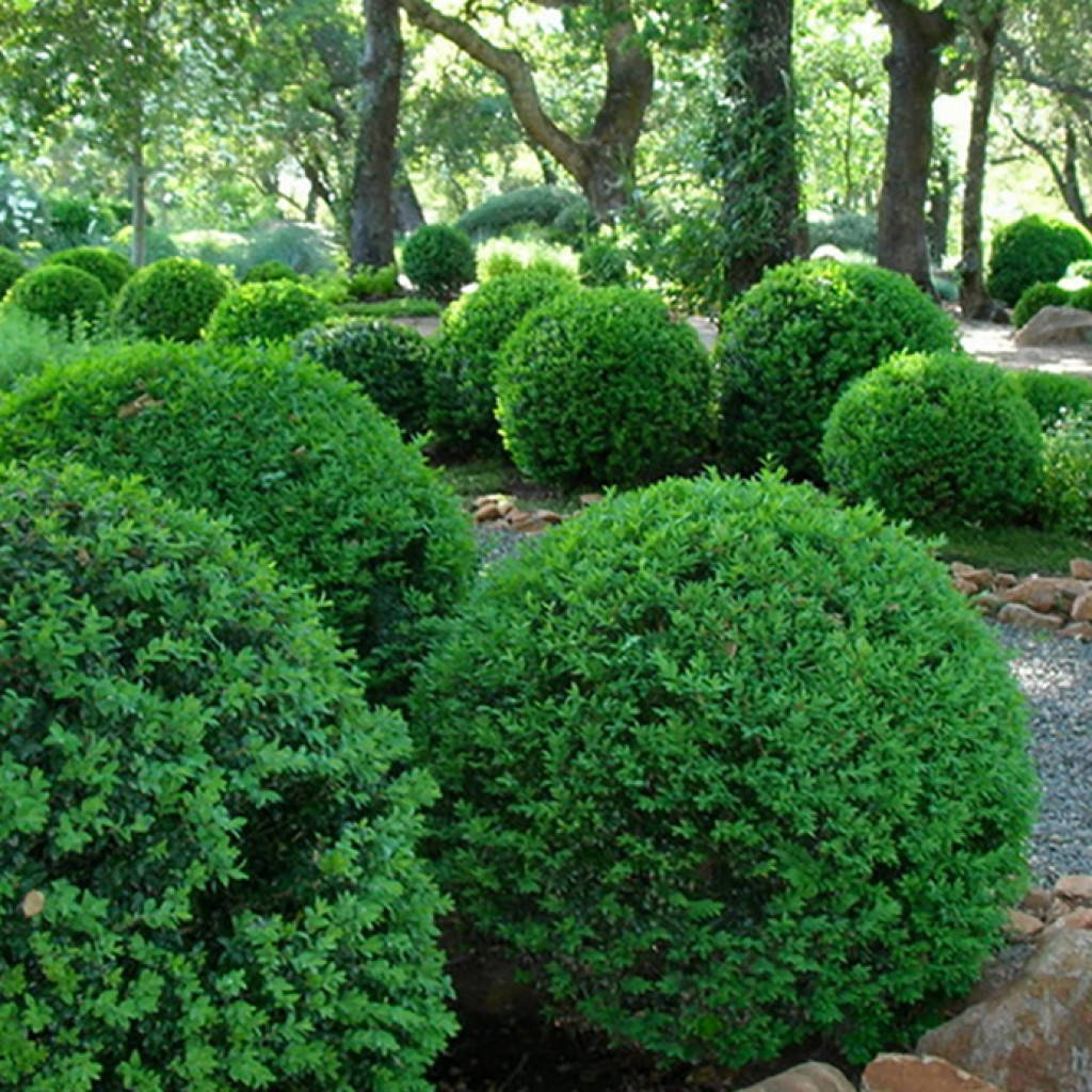 

Саженцы Самшита вечнозеленого (Buxus)