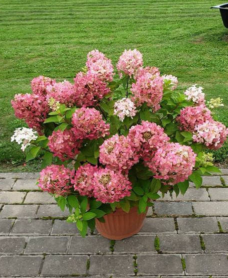 

Гортензия метельчатая Пандора \ hydrangea paniculata Pandora( саженцы 3 года) Новинка