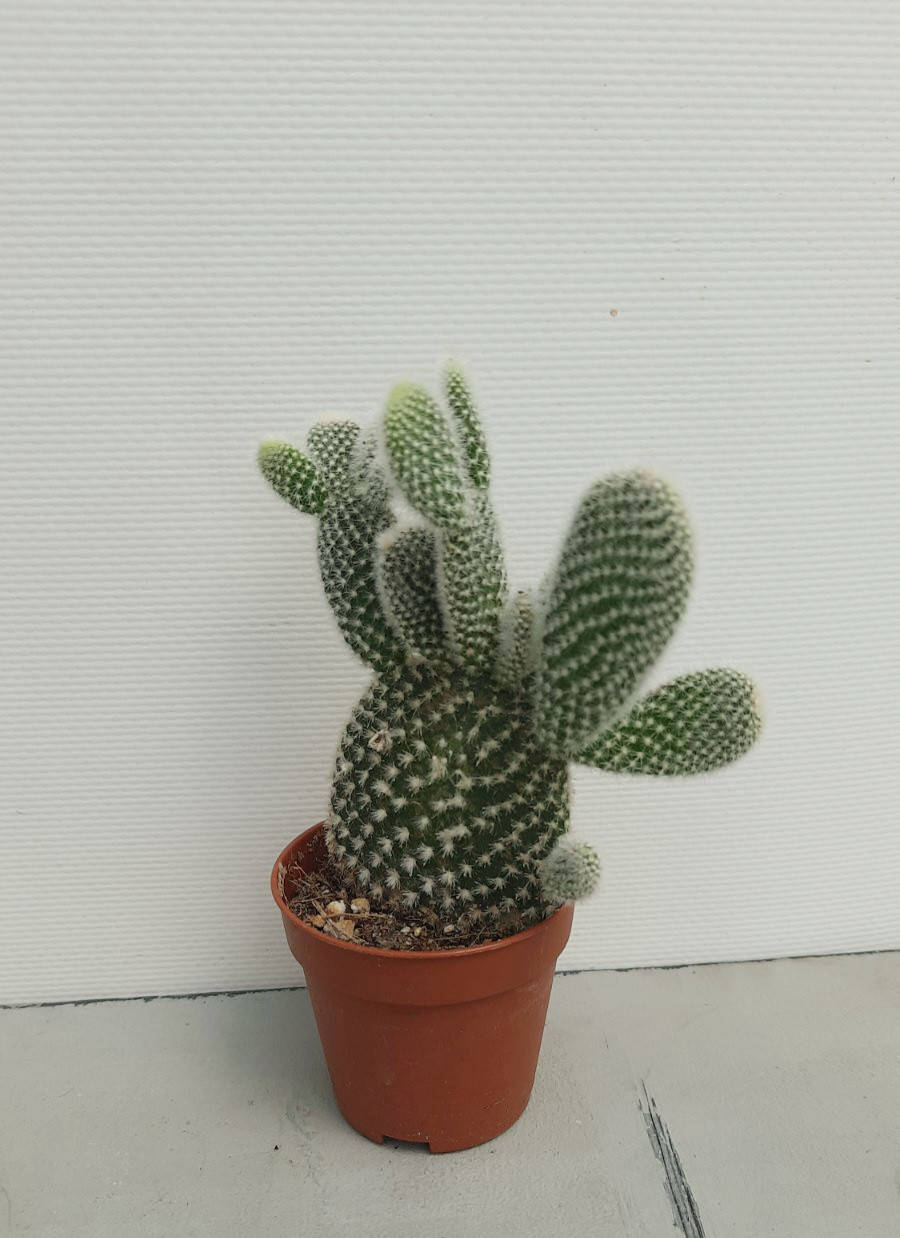 

Кактус опунция 5см диаметр горшка