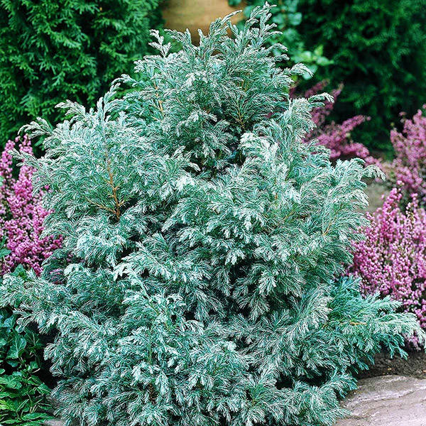 

Кипарисовик Булевард / h 40-50 / Chamaecyparis Boulivard