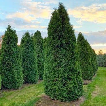 

Туя западная Колумна, Thuja occidentalis Columna