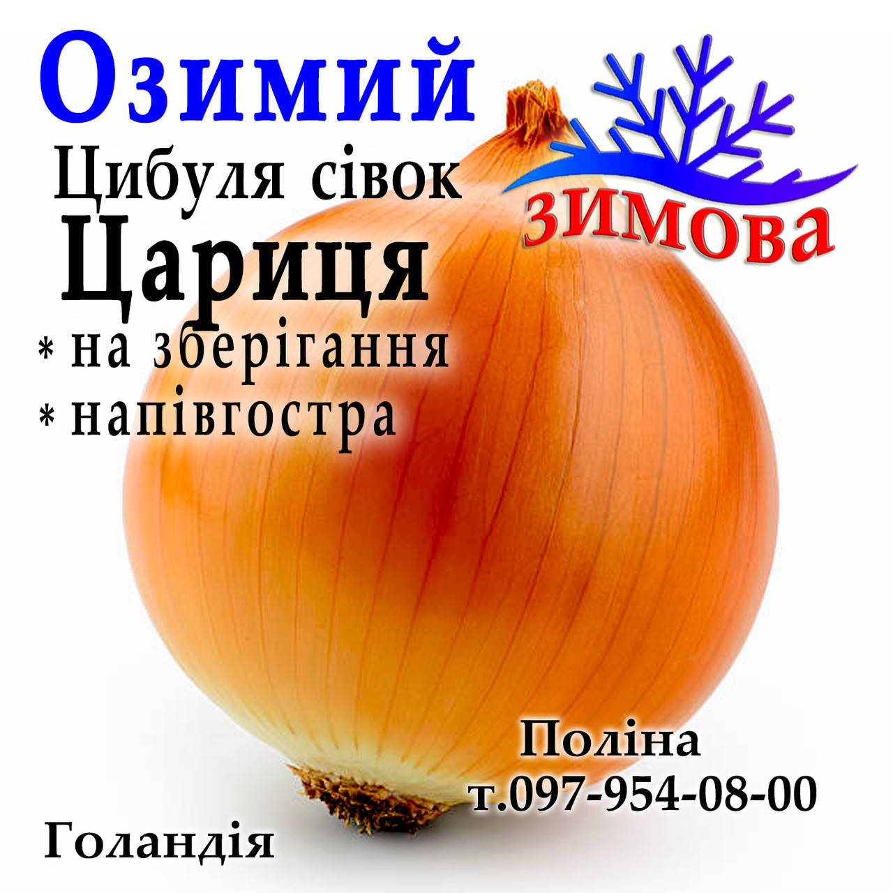 

Лук севок озимый Царица (Caryca), Голландия, 1 кг