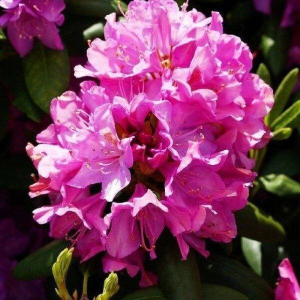 

Рододендрон Roseum Elegans (саженцы)