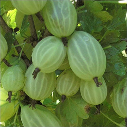 

Крыжовник "Зеленый дождь", контейнер 0,5л.