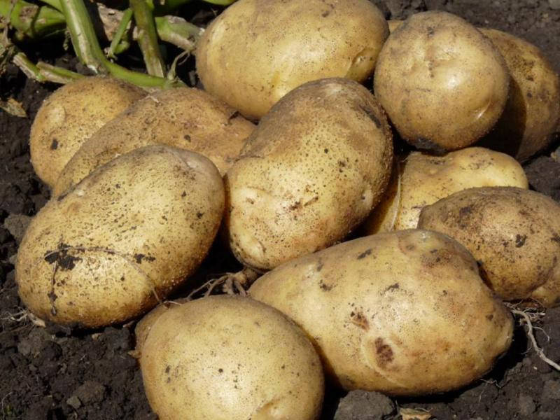 

Картофель Ривьера