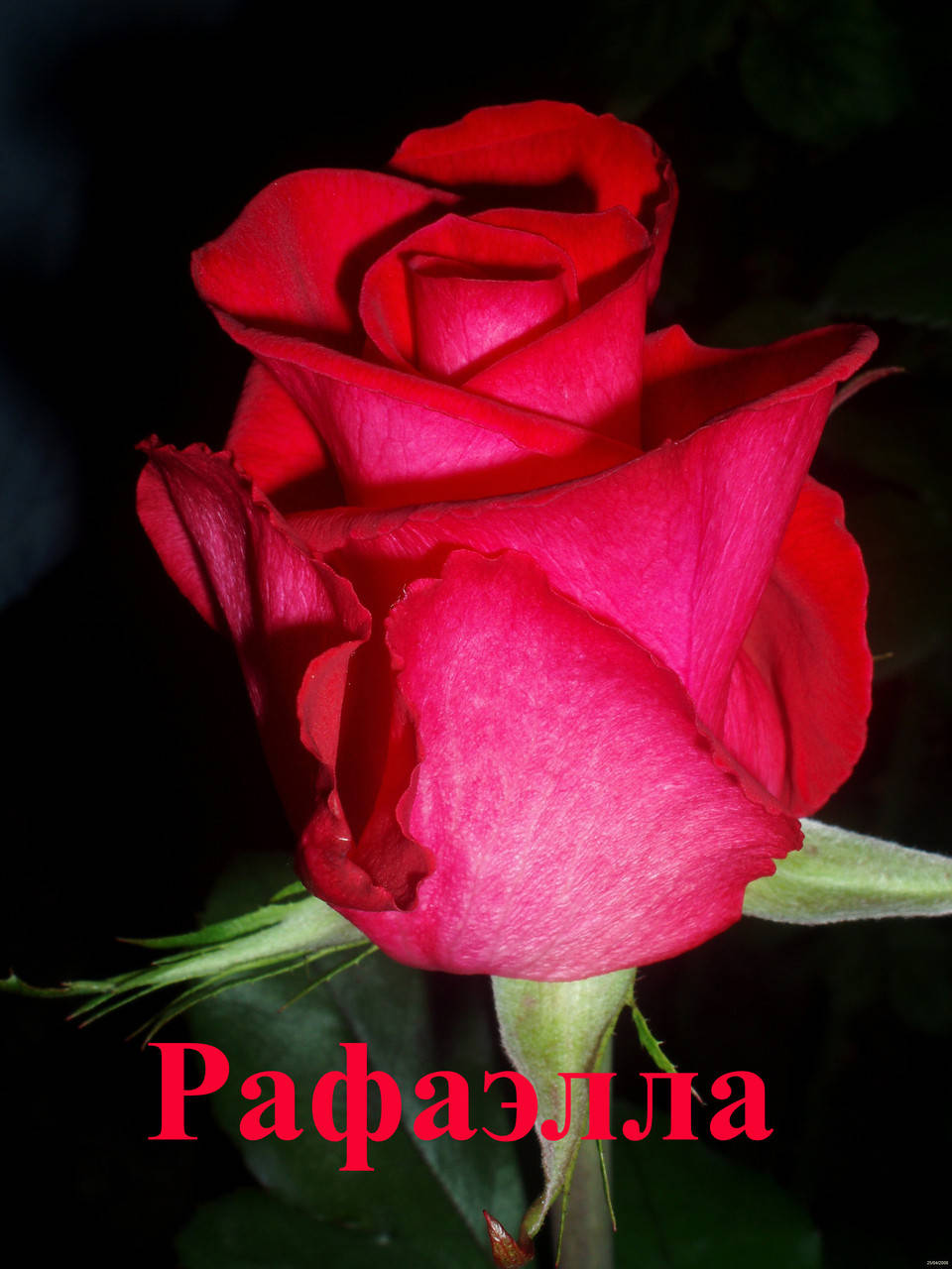 

Роза чайно-гибридная Рафаелла (Rafaella)