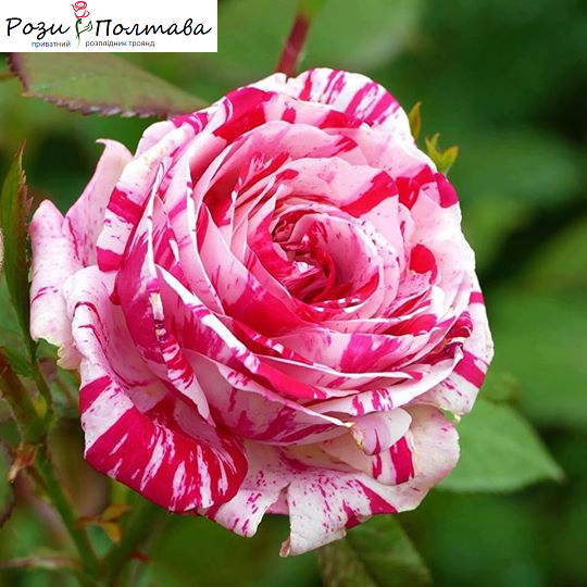 

Сатина (Satina)