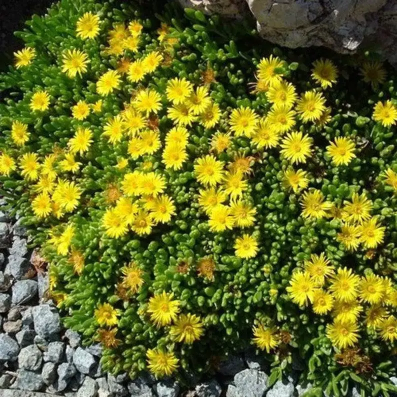 

Делосперма "Yellow Ice Plant" / Саженцы