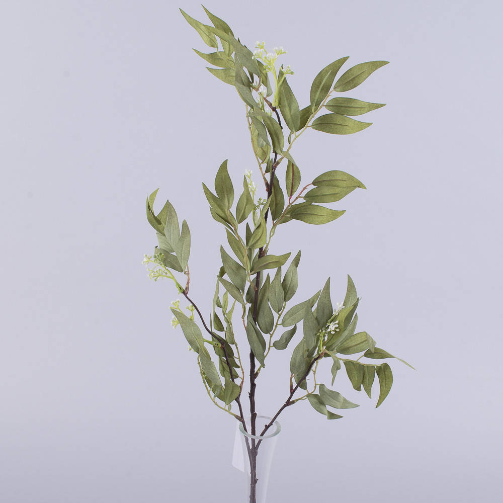 

Ветка рускуса зеленая, Зелёный