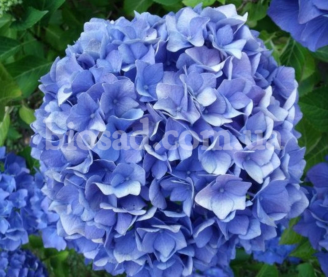 

Гортензия Endless Summer (Hydrangea Endless Summer)