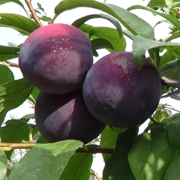 

Саженцы диплоидной сливы «Анжелина» (Angeleno) - 2-летний