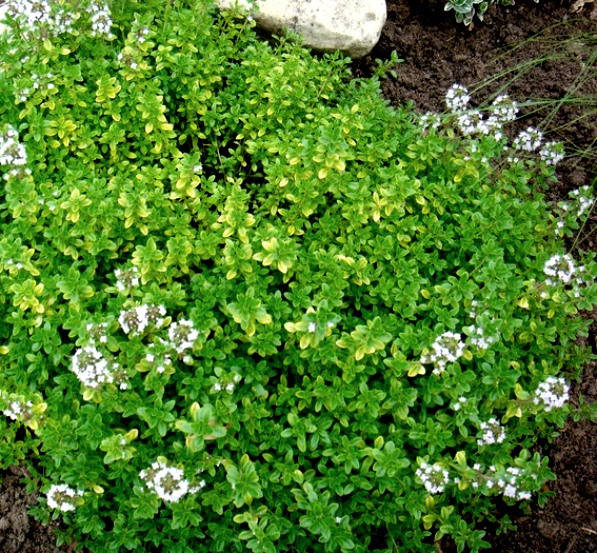 

Чабрец обыкновенный