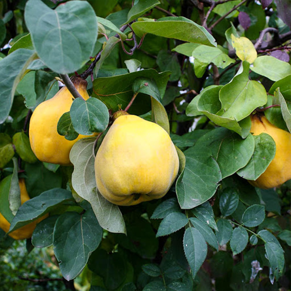 

Саженцы айвы «Успех» - 2-летний