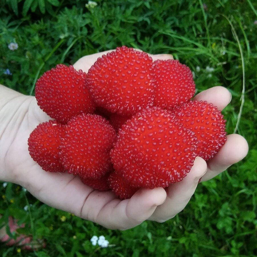 

Малина тибетская мяо-мяо, Rubus rosaefolius