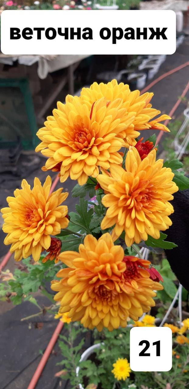 

Хризантема веточная (черенок) Оранж №21