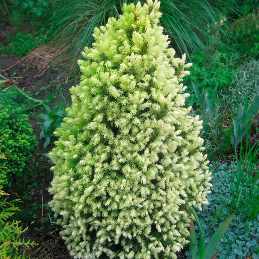 

Ель канадская Дейзи Вайт (Daisy's White), ЗКС в горшках 1.5 л