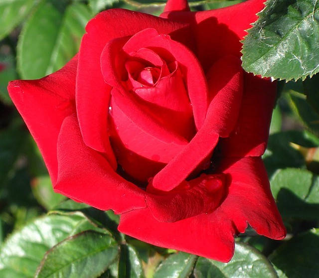 

Роза Бургунд. (ввв). Чайно-гибридная роза