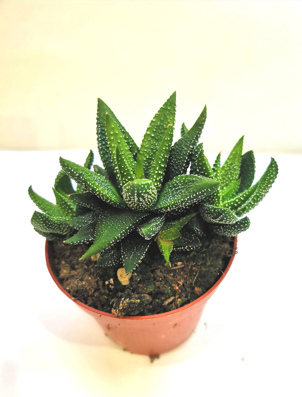 

Хавортия Haworthia attenuata var. radula Суккулент Комнатное растение