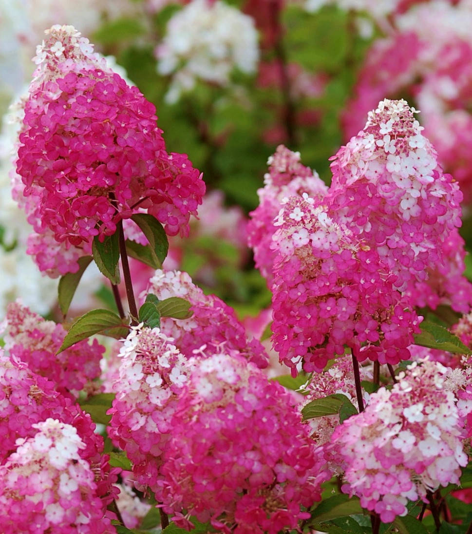 

Гортензия метельчатая "Самарская Лидия - Ренсам" \ hydrangea pan Samarskaya Lidiya ( саженцы 2 года 1.5л )