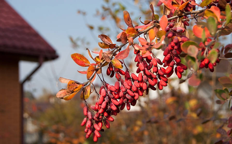 

Барбарис звичайний / Berberis vulgaris C3 /H 50-60