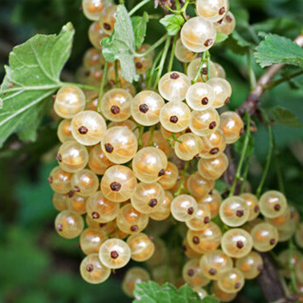 

Саженцы смородины «Баяна» - 1-летний