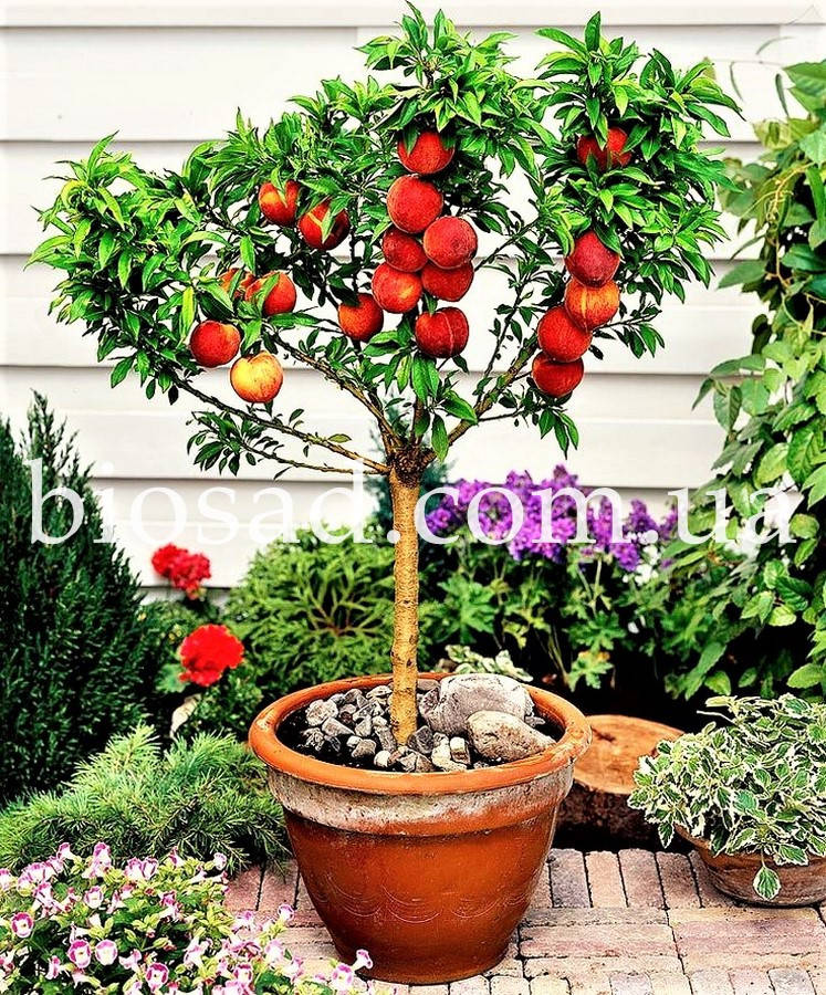 

Нектарин Колонновидный Лола (Lola)