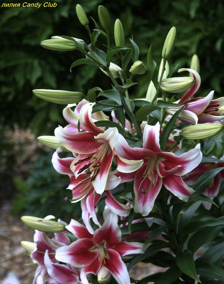 

Лилия Candy Club (Кенди Клаб). гигант 16/18