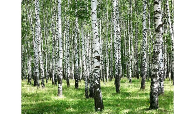 

СО2 Экстракт Березы, 10 грамм