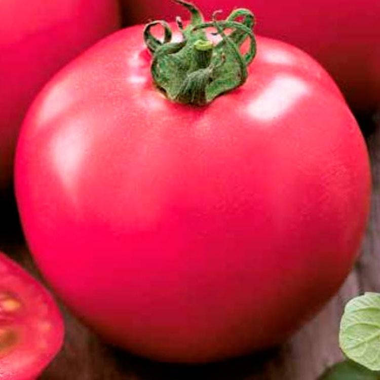 

Томат Розализа F1 1000 семян (Seminis)