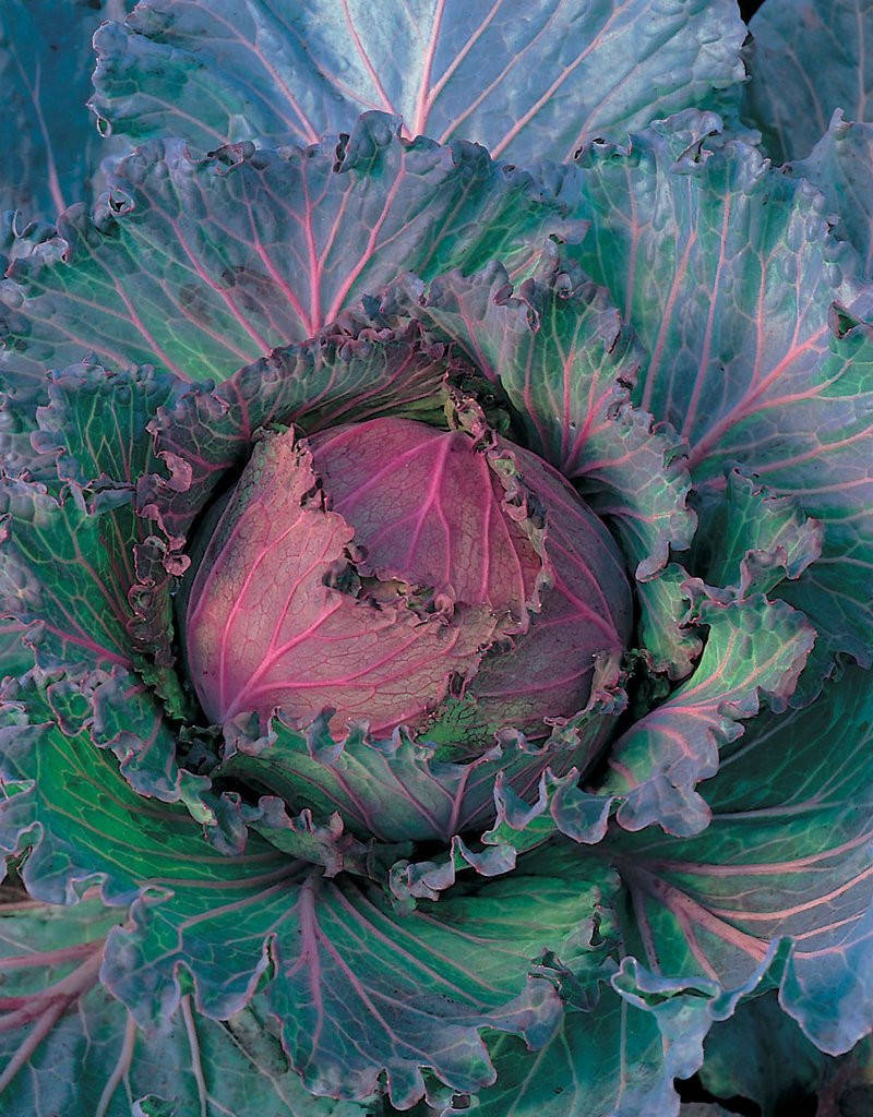 

Капуста – Январский король. Поздняя