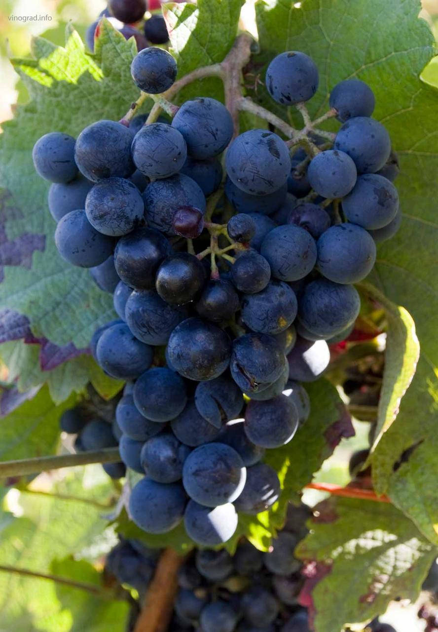 

Саженцы винограда Монарх