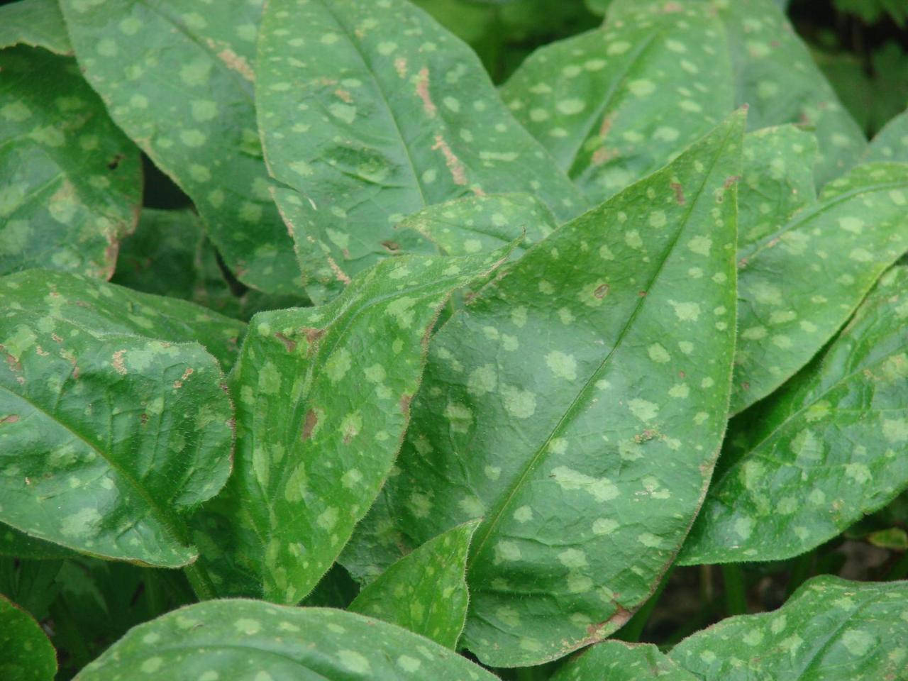 

Медуница " Золотой Леопард "