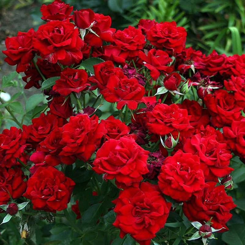 

Кордула (Cordula)