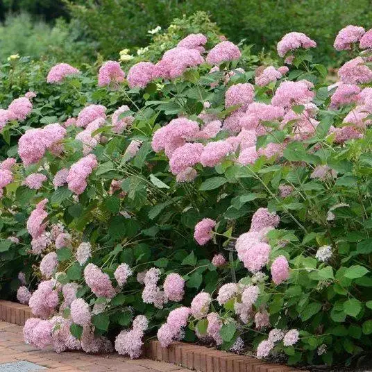 

Гортензия "АНАБЕЛЬ ПИНК" древовидная (Hydrangea arborescens `Pink Annabelle`) / Саженцы