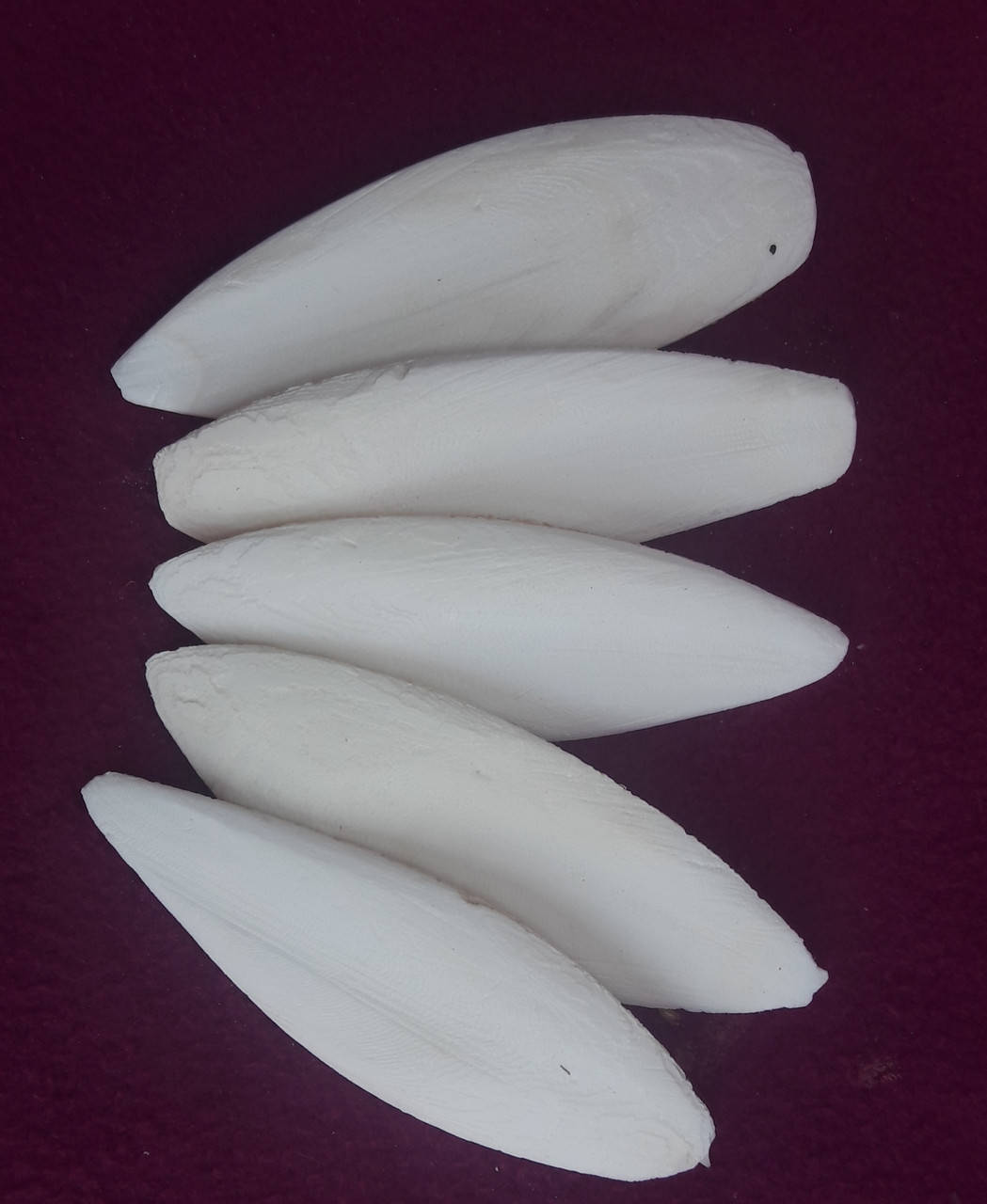 

Панцирь каракатицы, или сепия (22-24sm)