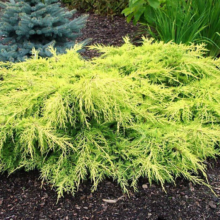 

Саженцы Можжевельника среднего Кинг оф Спринг (Juniperus x media King of Spring) Р9