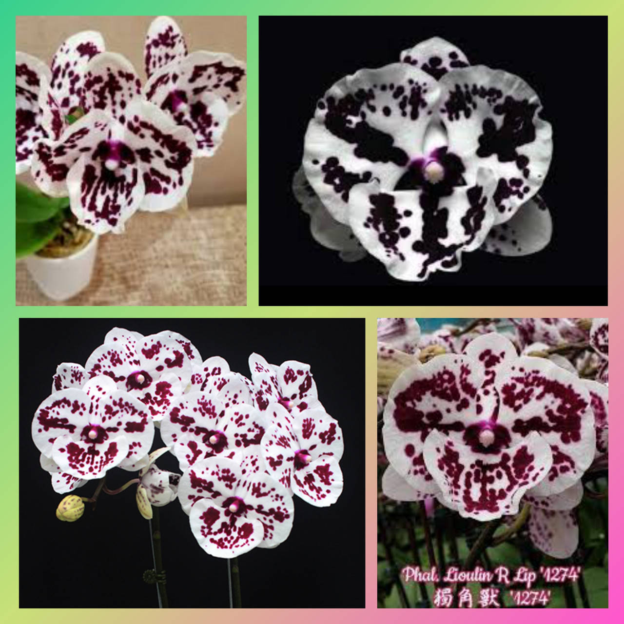 

Орхидея Phal. Lioulin R Lip '1274' Подросток 2,5