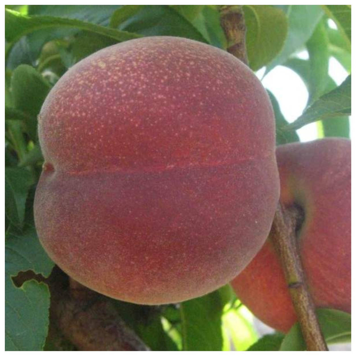 

Персик Спринг леди ранний