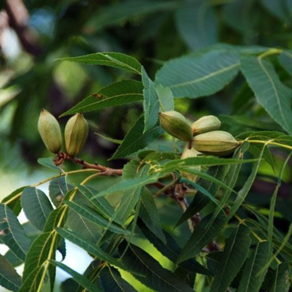 

Саженцы пекана «Caddo» (Кадо) - 3-летний