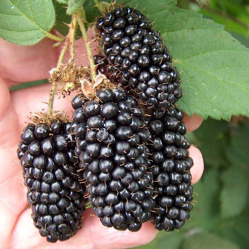 

Ежевика Карака блэк (Karaka Black), ЗКС в горшках 0.8 л
