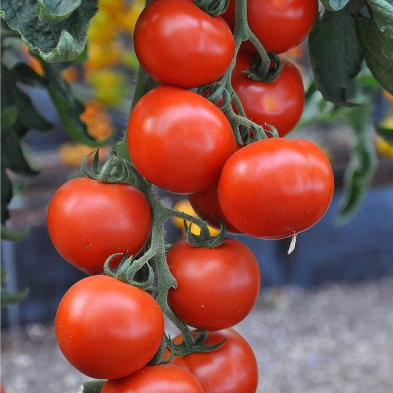 

Максин F1 10 шт семена томата высокорослого Hazera Израиль