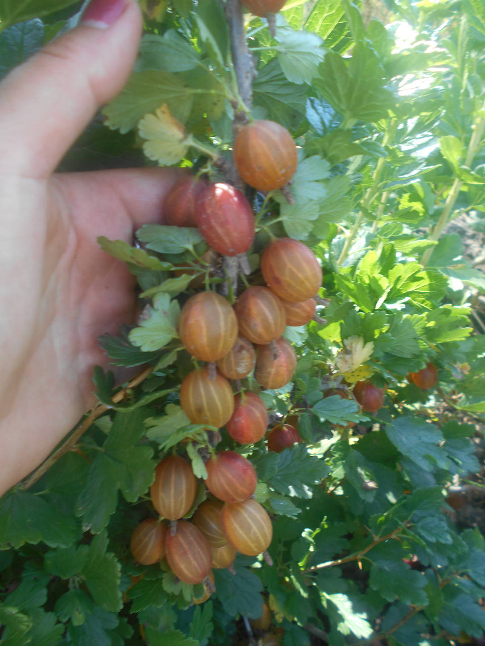 

Саженцы крыжовника "Машека"