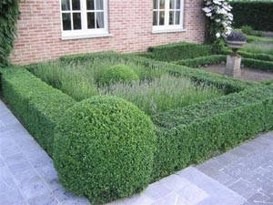 

Купить Самшит (Buxus) большие количества