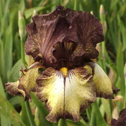 

Ирис Burgundy Brown (корневища)