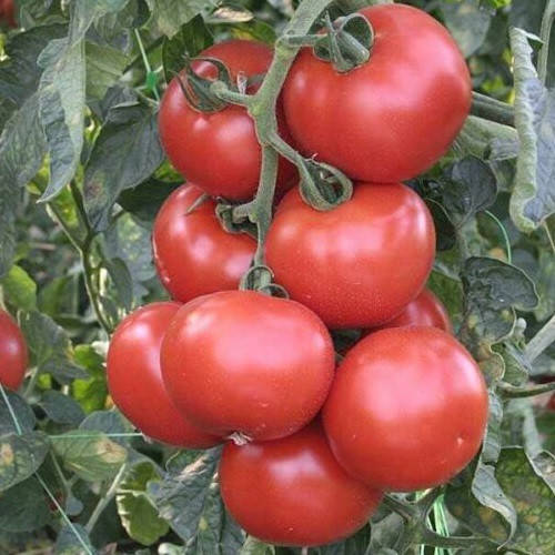 

Абелус F1 10 шт семена томата Rijk Zwaan Голландия